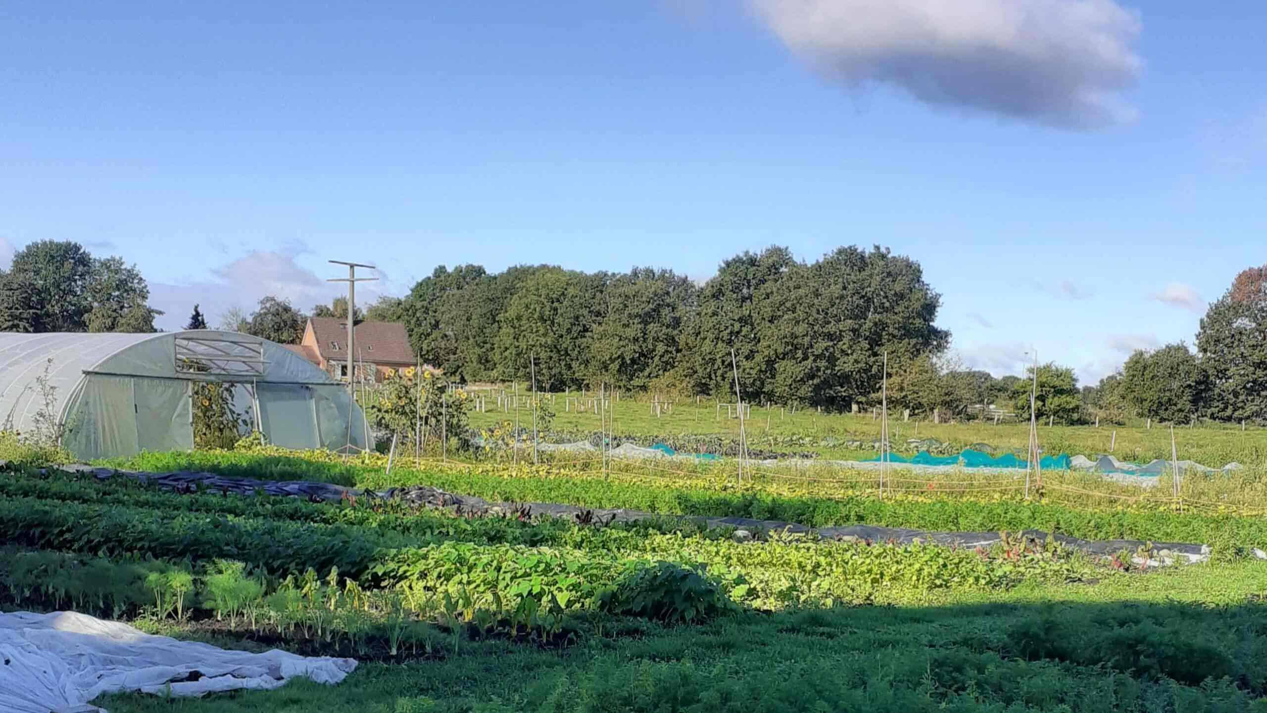 Ein Feld mit verschiedenen Pflanzen, die in Reihen wachsen, darunter grünes Blattgemüse und möglicherweise Kohl. Im Hintergrund befinden sich ein Gewächshaus, Bäume und ein Haus. Der Himmel ist klar mit einigen Wolken.