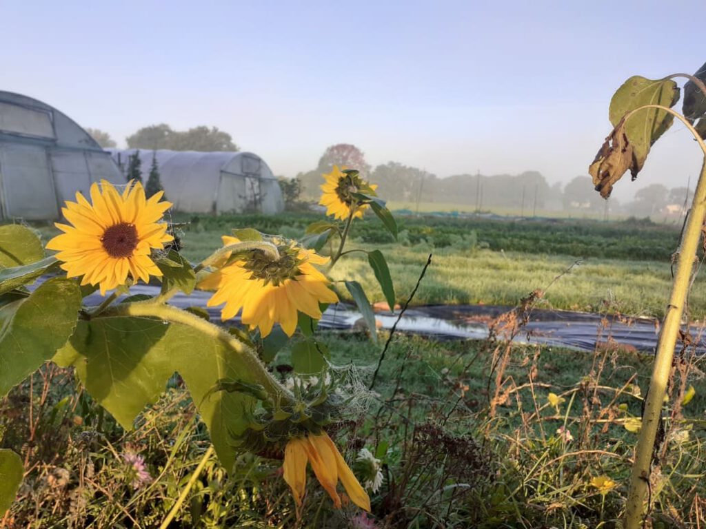 Sonnenblumen stehen im Vordergrund, mit Gewächshäusern und einem nebligen Feld im Hintergrund, das in das Morgenlicht getaucht ist.