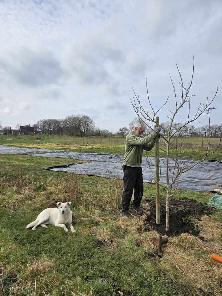 Ein Mann pflanzt einen jungen Baum, während ein weißer Hund in der Nähe auf dem Gras liegt. Der Mann trägt eine grüne Jacke und benutzt einen Spaten, um den Baum zu sichern. Der Hintergrund zeigt ein offenes Feld mit weiteren Bäumen und einer bewölkten Himmelsdecke.