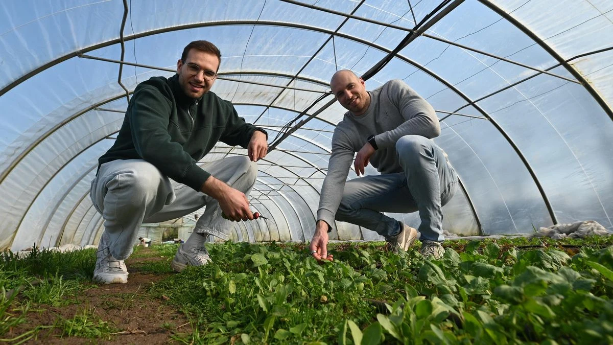 Marco und Maik Möller hocken im Folientunnel zwischen  bio-veganem Gemüse. Vor Ihnen steht ein Schild mit dem Logo von Möllers Morgen.
