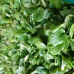 Ein Haufen frischer grüner Feldsalat-Blätter, die dicht beieinander liegen.