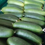 Mehrere frische, grüne Gurken liegen in einem grünen Korb.