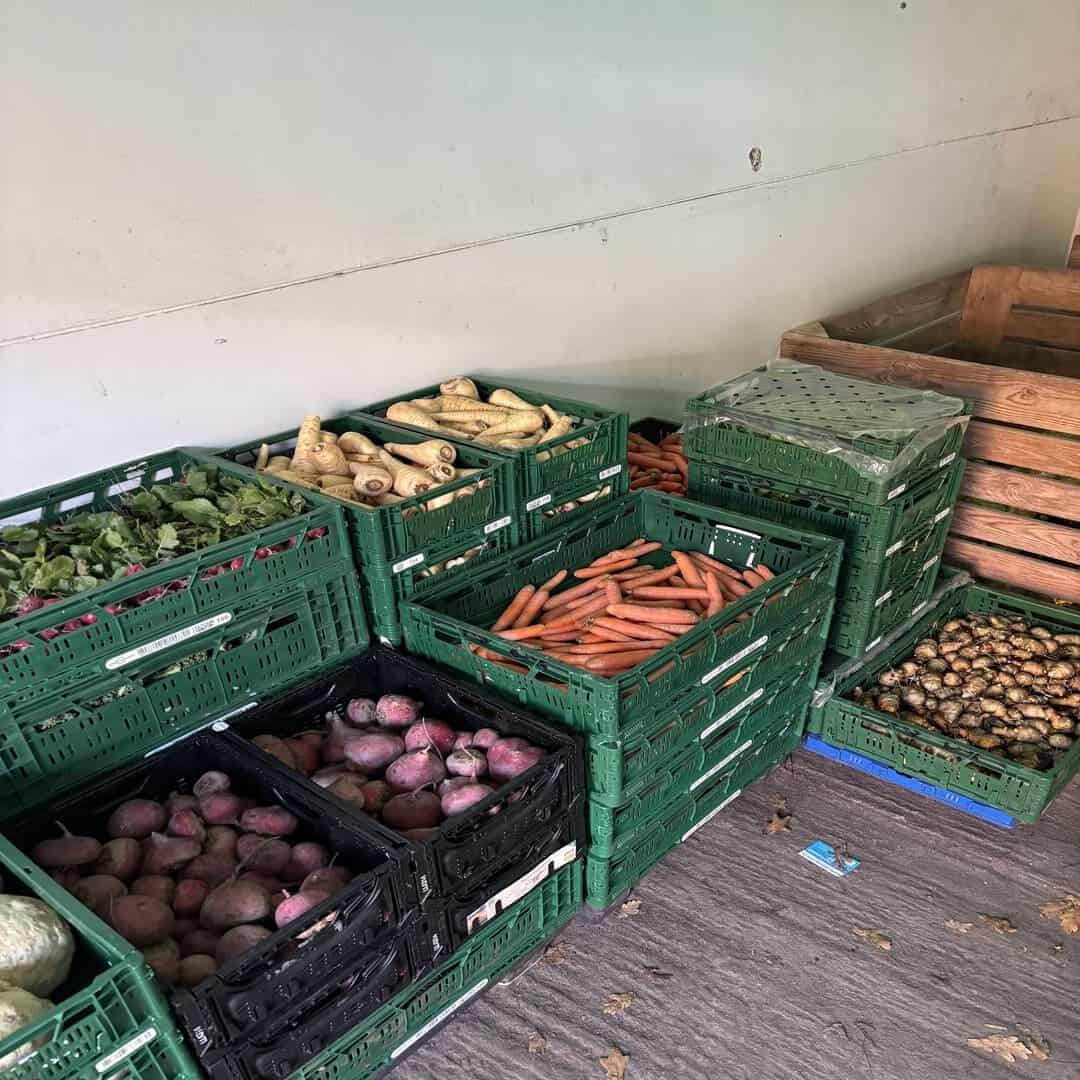 Mehrere Kisten mit verschiedenen Gemüsesorten, darunter Karotten, Pastinaken, Kartoffeln und Rote Bete, sind in einem Raum gestapelt. Die Kisten sind grün und schwarz und enthalten frisch geerntetes Gemüse.