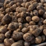 Eine Nahaufnahme von frisch geernteten Kartoffeln mit brauner Haut und Erdresten.