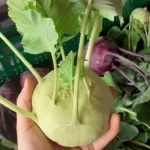 Eine Hand hält einen frischen Kohlrabi mit grünen Blättern, im Hintergrund sind weitere Kohlrabi in einem Korb zu sehen.