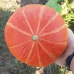 Eine Hand hält einen großen, orangefarbenen Kürbis mit deutlichen Rippen, im Hintergrund ist grünes Gras zu sehen.