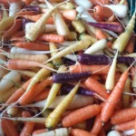 Eine Nahaufnahme von frisch geernteten Karotten in verschiedenen Farben, darunter Orange, Gelb, Weiß und Lila.