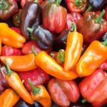 Eine Nahaufnahme einer bunten Mischung aus Paprika in verschiedenen Farben, darunter Orange, Rot und Dunkelbraun, die frisch und glänzend aussehen.