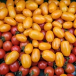 Eine Mischung aus orangefarbenen und roten Tomaten, die dicht beieinander liegen.