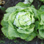 Ein Kopfsalat wächst auf dem Boden, mit grünen Blättern, die sich nach außen kräuseln.