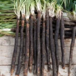 Lange, dunkle Salsify-Wurzeln mit grünen Blättern an den Spitzen liegen auf einer Holzoberfläche.