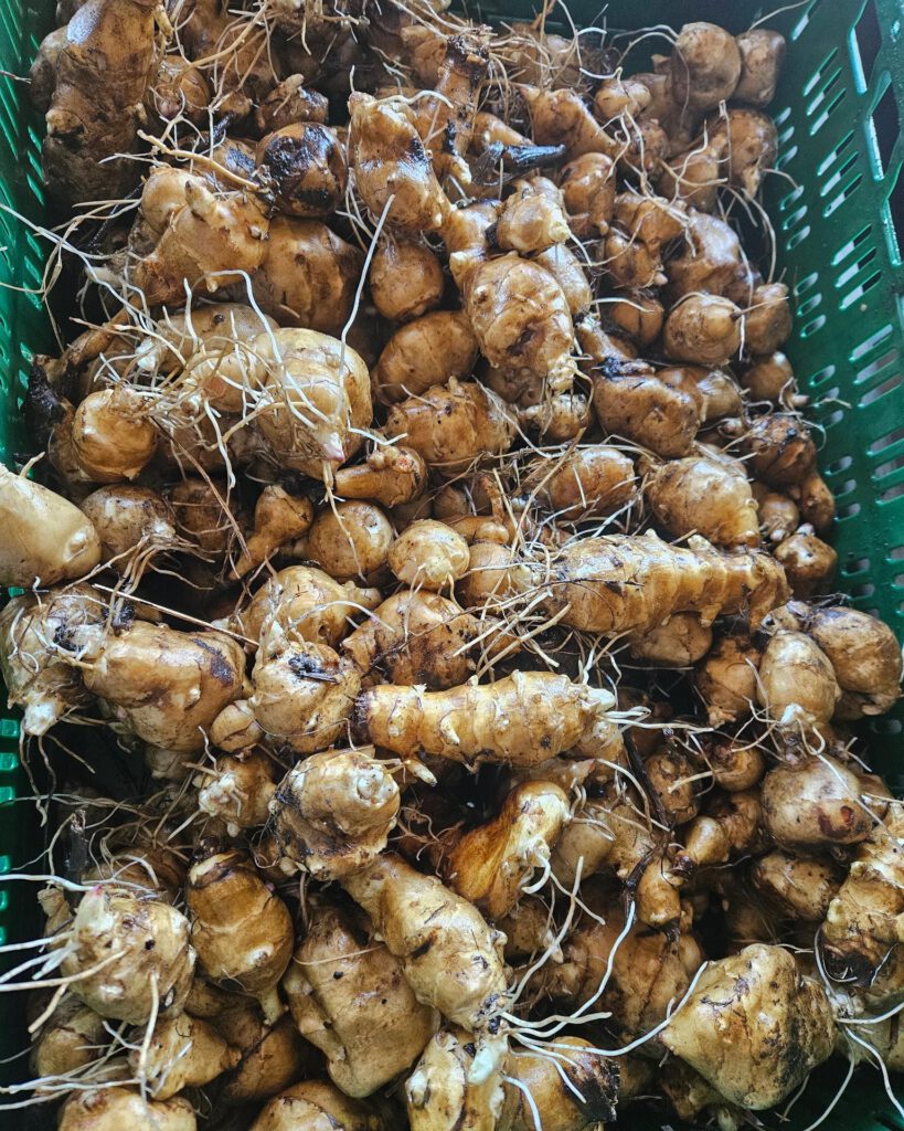 Eine Kiste voller Topinambur-Knollen, die mit ihren charakteristischen knorrigen Formen und langen Wurzeln dicht gepackt sind.