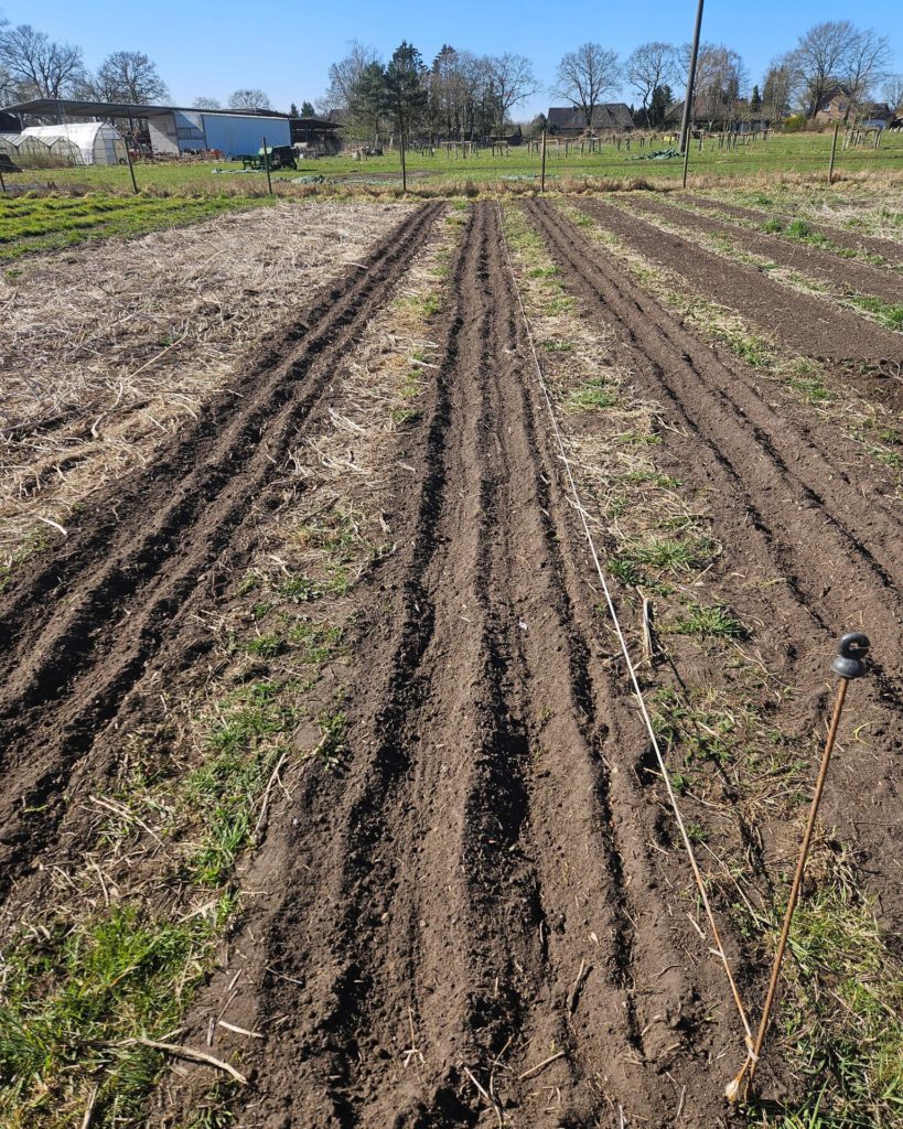 Ein frisch vorbereitetes Feld mit mehreren parallelen Pflanzreihen, die sich durch den Boden ziehen, umgeben von grünen Pflanzen und Strohresten.