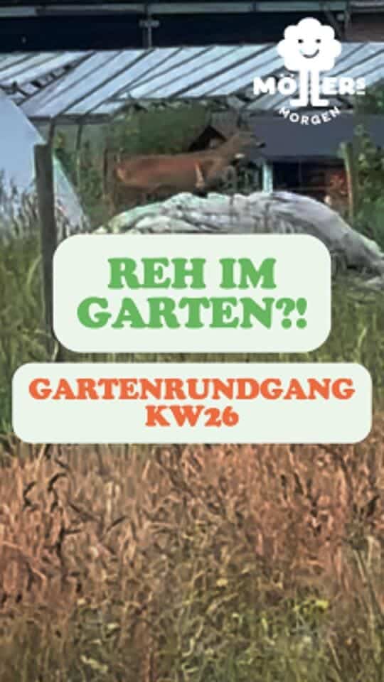 Das Bild zeigt einen Gartenbereich mit einem Gewächshaus oder einer überdachten Struktur im Hintergrund. Im Vordergrund sind Pflanzen oder Unkraut zu sehen, die darauf hindeuten, dass der Garten etwas verwildert ist. Über dem Bild sind zwei Textzeilen zu sehen: 1. "Reh im Garten?!" in grüner Schrift, was darauf hindeutet, dass möglicherweise ein Reh im Garten gesichtet wurde. 2. "Gartenrundgang KW26" in orangefarbener Schrift, was darauf hinweist, dass es sich um einen Gartenrundgang in der 26. Kalenderwoche handelt. Das Logo "Möllers Morgen" ist in der oberen rechten Ecke des Bildes sichtbar, was darauf hinweist, dass das Bild mit diesem Betrieb verbunden ist.