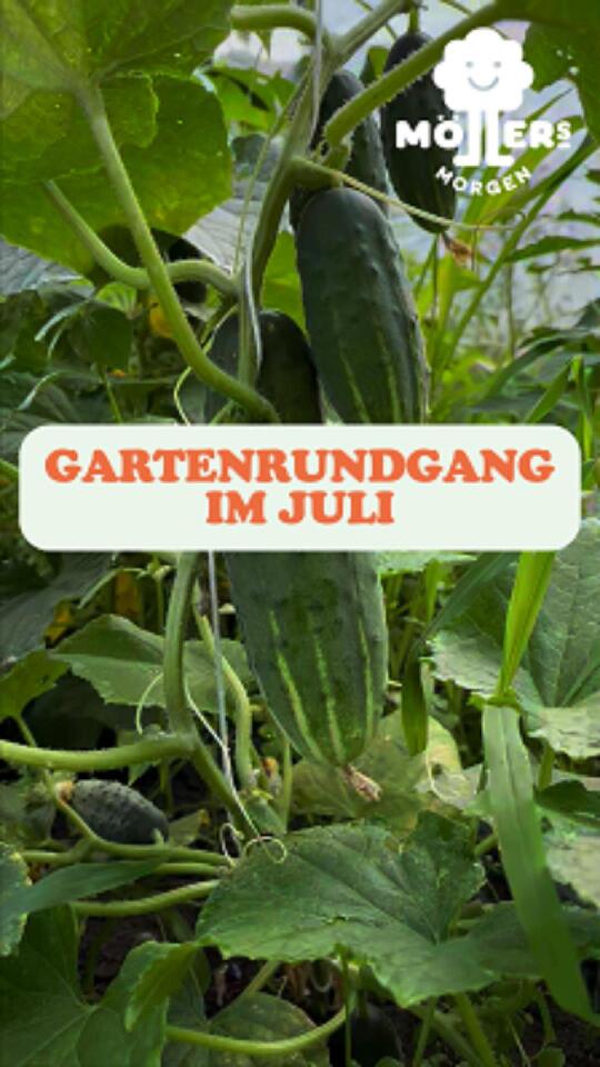 Das Bild zeigt einen Garten mit verschiedenen Pflanzen, darunter Gurken, die an Rankhilfen wachsen. Im Vordergrund sind große, grüne Blätter und Gurkenfrüchte zu sehen, die an den Pflanzen hängen. Über dem Bild ist ein Text mit der Aufschrift "Gartenrundgang im Juli" zu sehen, was darauf hindeutet, dass es sich um eine Gartenbesichtigung oder einen Rundgang im Monat Juli handelt. Das Logo "Möllers Morgen" ist in der oberen rechten Ecke des Bildes sichtbar, was darauf hinweist, dass das Bild mit diesem Betrieb verbunden ist.