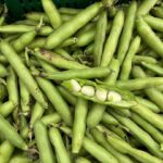 Ein Haufen frischer, grüner dicker Bohnen (auch Saubohnen oder Ackerbohnen genannt) in ihren Schoten. Eine Schote ist geöffnet und zeigt die cremefarbenen Bohnenkerne im Inneren. Die Bohnen liegen dicht beieinander und sehen frisch geerntet aus.