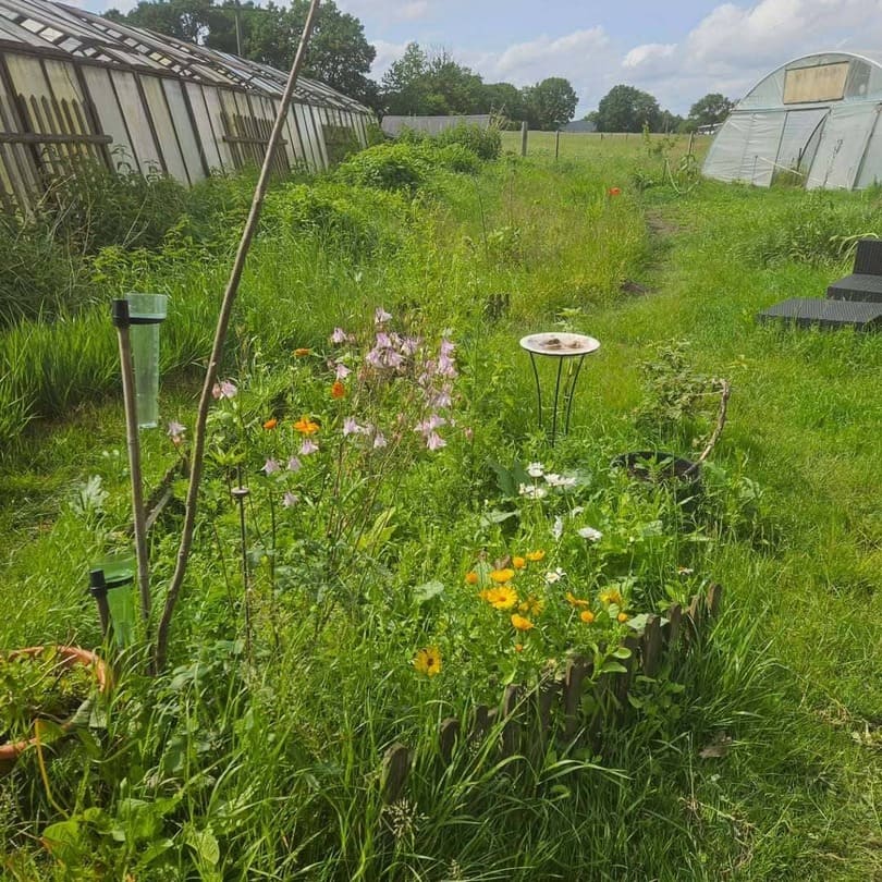 Ein naturnahes Staudenbeet inmitten eines grünen Gartens, umgeben von Wiesenpflanzen und Wildblumen wie violetten, weißen und orangefarbenen Blüten. Im Hintergrund sind Gewächshäuser zu sehen, und ein schmaler Pfad führt durch das Beet. In der Mitte des Beets steht ein Futterautomat für Vögel auf einem Ständer. Die Szene wirkt wildromantisch und artenreich.
