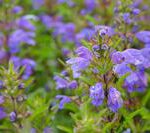 Eine Nahaufnahme von blühendem Drachenkopf (Melde) mit zarten, violetten Blüten, die von grünen Blättern umgeben sind. Die Blüten sind leicht von Regentropfen oder Tau benetzt.