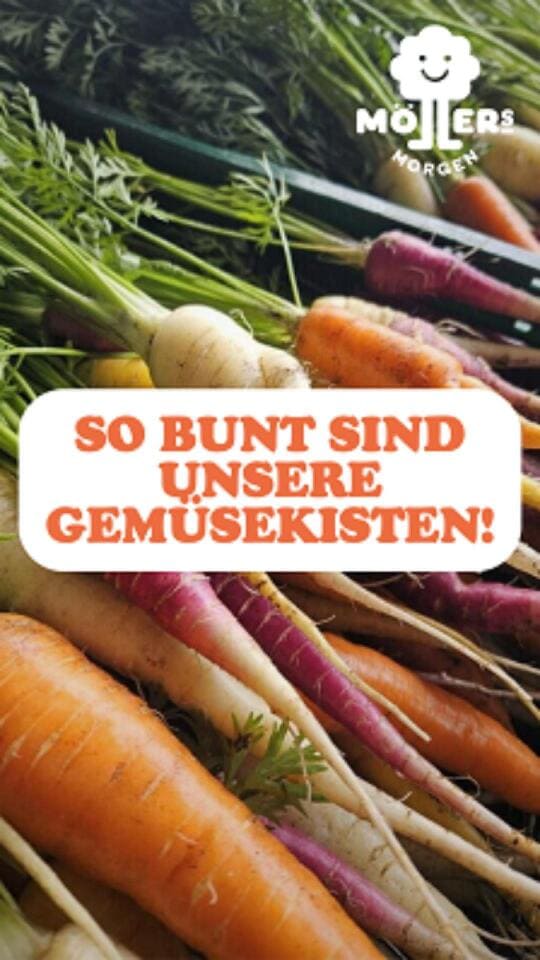 Ein buntes Sortiment an frischem Wurzelgemüse, darunter orangefarbene, weiße, gelbe und violette Karotten, liegt auf einem Tisch oder in einer Kiste. Im Vordergrund steht in großen, orangefarbenen Buchstaben: SO BUNT SIND UNSERE GEMÜSEKISTEN! Das Logo von Möllers Morgen ist in der oberen rechten Ecke sichtbar. Die Szene wirkt frisch und farbenfroh.
