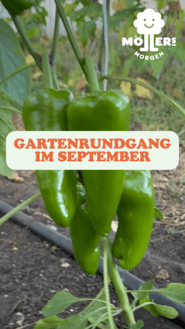 Drei frische, grüne Paprikaschoten hängen an einer Pflanze in einem Gartenbeet. Im Vordergrund steht in großen, orangefarbenen Buchstaben: **"GARTENRUNDGANG IM SEPTEMBER"** Das Logo von **Möllers Morgen** ist in der oberen rechten Ecke sichtbar. Die Szene wirkt frisch und einladend und lädt zu einem Rundgang durch den Garten im September ein.