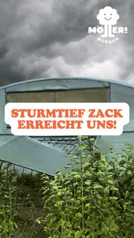 Ein Gewächshaus mit grünen Pflanzen im Vordergrund und einem dramatischen, dunklen Himmel mit Sturmwolken im Hintergrund. Im Vordergrund steht in großen, orangefarbenen Buchstaben: **"STURMTIEF ZACK ERREICHT UNS!"** Das Logo von **Möllers Morgen** ist in der oberen rechten Ecke sichtbar. Die Szene wirkt spannend und zeigt, wie das Wetter die Arbeit im Garten oder auf dem Feld beeinflusst.