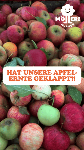 Das Bild zeigt eine große Menge frisch geernteter Äpfel in verschiedenen Farben und Sorten. Im Vordergrund steht in großen, orangefarbenen Buchstaben: **"HAT UNSERE APFEL ERNTE GEKLAPPT?!!"** Das Logo von **Möllers Morgen** ist in der oberen rechten Ecke sichtbar. Die Szene wirkt frisch und erfolgreich, als würde die Apfelernte präsentiert und die Frage nach dem Erfolg der Ernte gestellt.