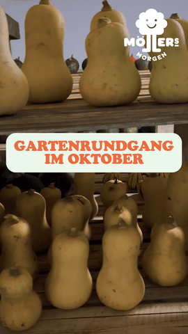 Das Bild zeigt eine Auswahl an frisch geernteten Butternut-Kürbissen, die auf Holzregalen ordentlich aufgereiht sind. Im Vordergrund steht in großen, orangefarbenen Buchstaben: **"GARTENRUNDGANG IM OKTOBER"** Das Logo von **Möllers Morgen** ist in der oberen rechten Ecke sichtbar. Die Kürbisse wirken frisch und einladend, und die Szene lädt dazu ein, den Garten im Herbst zu erkunden und die Vielfalt der Ernte zu entdecken.