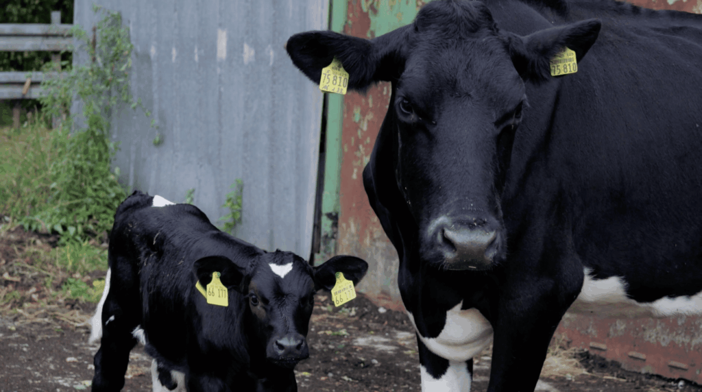 Das Bild zeigt eine schwarze Kuh mit einem jungen Kalb auf einem Lebenshof. Beide Tiere haben gelbe Ohrmarken: Die Kuh trägt die Nummer 75 810, während das Kalb die Nummer 66 171 hat. Die Tiere stehen vor einem alten Wellblechzaun, umgeben von etwas Grünzeug und einem natürlichen, ländlichen Umfeld.