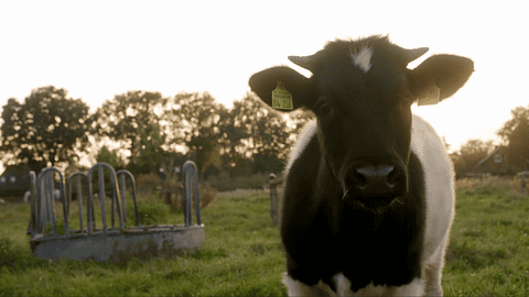 Das Bild zeigt eine schwarze Kuh mit weißen Abzeichen im Gesicht, die direkt in die Kamera blickt. Im Hintergrund sind eine grüne Weide, Bäume und ein Futtertrog zu sehen.