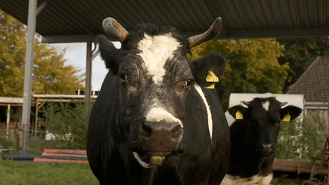 Das Bild zeigt eine schwarze Kuh mit markanten weißen Abzeichen im Gesicht, die direkt in die Kamera schaut. Im Hintergrund sind weitere Kühe und eine ländliche Umgebung mit Bäumen und Gebäuden zu sehen.