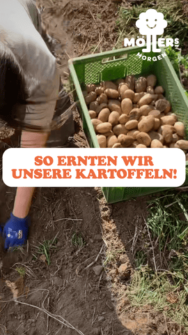 Das Bild zeigt eine Person, die Kartoffeln aus der Erde gräbt und in eine grüne Erntekiste legt. Im Vordergrund steht in großen, orangefarbenen Buchstaben: **"SO ERNTEN WIR UNSERE KARTOFFELN!"** Das Logo von **Möllers Morgen** ist in der oberen rechten Ecke sichtbar. Die Szene vermittelt den Eindruck einer handwerklichen und nachhaltigen Kartoffelernte, bei der die Kartoffeln direkt aus dem Boden geholt werden. Die frisch geernteten Kartoffeln liegen bereits in der Kiste und zeigen die natürliche Arbeitsweise auf dem Feld.