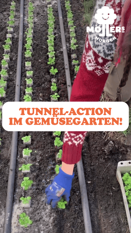 Das Bild zeigt eine Person, die im Gemüsegarten arbeitet. Sie trägt Handschuhe und pflanzt oder pflegt junge Gemüsepflanzen, die in ordentlichen Reihen in der Erde stecken. Über dem Bild steht der Text: **"TUNNEL-ACTION IM GEMÜSEGARTEN!"** Das Logo von **Möllers Morgen** ist in der oberen rechten Ecke zu sehen. Die Szene vermittelt den Eindruck einer aktiven Gartenarbeit, möglicherweise in einem Gewächshaus oder unter einem Folientunnel, der das Wachstum der Pflanzen fördert. Die Person scheint engagiert und sorgfältig bei der Pflege der Pflanzen zu sein.