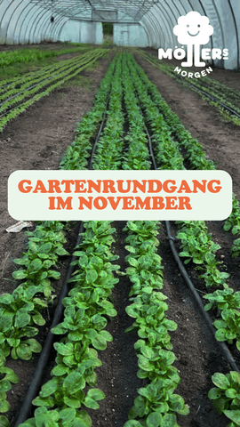 Das Bild zeigt ein Gewächshaus mit ordentlich angelegten Reihen von jungen Pflanzen, die gerade wachsen. Im Vordergrund steht in großen, orangefarbenen Buchstaben: **"GARTENRUNDGANG IM NOVEMBER"** Das Logo von **Möllers Morgen** ist in der oberen linken Ecke sichtbar. Die Szene vermittelt den Eindruck eines gut gepflegten Gartens oder Gewächshauses, das im November besichtigt werden kann. Die jungen Pflanzen deuten auf eine frühe Wachstumsphase hin, möglicherweise im Rahmen eines Bildungsprojekts oder einer Gemeinschaftsinitiative.
