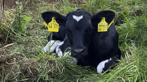 Das Bild zeigt ein junges schwarzes Kalb mit weißen Abzeichen am Kopf, das im Gras liegt. Das Kalb trägt gelbe Ohrmarken mit der Nummer **66 171**. Die Szene wirkt friedlich und natürlich, typisch für eine ländliche Umgebung.