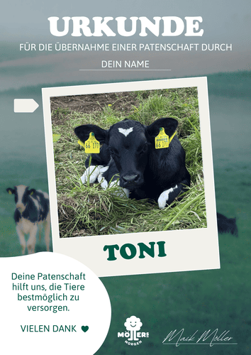 Das Bild zeigt eine Urkunde für die Übernahme einer Patenschaft, die symbolisch mit einem Foto eines Kalbs namens **Toni** gestaltet ist. Das Kalb liegt entspannt auf einer grünen Wiese und trägt gelbe Ohrmarken mit der Nummer **66 177**. Auf der Urkunde steht: **"URKUNDE für die Übernahme einer Patenschaft durch [Dein Name]."** Darunter folgt der Text: **"Deine Patenschaft hilft uns, die Tiere bestmöglich zu versorgen."** Am unteren Rand der Urkunde steht: **"Vielen Dank ♥"** Die Urkunde ist mit dem Logo von **Möllers Morgen** und der Unterschrift von **Maik Möller** versehen. Das Design vermittelt Dankbarkeit und Wertschätzung für die Unterstützung der Tiere auf dem Lebenshof.