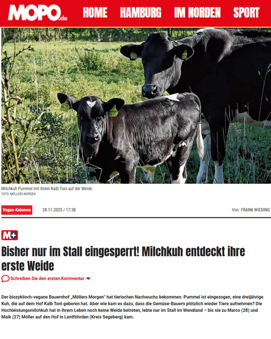 Das Bild zeigt einen Artikel aus der **MOPO** (Hamburger Morgenpost) vom **28.11.2025** mit der Überschrift:
**"Bisher nur im Stall eingesperrt! Milchkuh entdeckt ihre erste Weide"**
Im Artikel geht es um die Milchkuh **Pummel** und ihr Kalb **Toni** vom **biozyklisch-veganen Bauernhof "Möllers Morgen"**. Pummel, die bisher nur im Stall lebte, hat zum ersten Mal eine Weide betreten. Der Artikel beschreibt, wie die Gemüse-Bauern plötzlich wieder Tiere aufgenommen haben und wie Pummel und ihr Kalb Toni auf die Weide in Lentföhrden (Kreis Segeberg) geführt wurden.
Das Foto zeigt Pummel mit ihrem Kalb Toni auf der Weide. Der Artikel thematisiert die besondere Situation, da die Hochleistungsmilchkuh Pummel in ihrem Leben noch nie zuvor eine Weide betreten hatte.