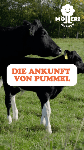 Das Bild zeigt zwei Kühe auf einer grünen Weide. Im Vordergrund steht der Text: **"DIE ANKUNFT VON PUMMEL"** Das Logo von **Möllers Morgen** ist in der oberen rechten Ecke zu sehen. Die Szene vermittelt den Eindruck der Ankunft einer neuen Kuh namens Pummel auf dem Lebenshof. Die Kühe wirken entspannt und friedlich in ihrer natürlichen Umgebung.