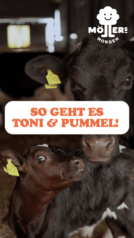 Zwei Kühe, ein Kalb namens Toni und eine erwachsene Kuh namens Pummel, im Stall mit Ohrmarken, Textüberlagerung So geht es Toni & Pummel! und Logo von Möllers Morgen.
