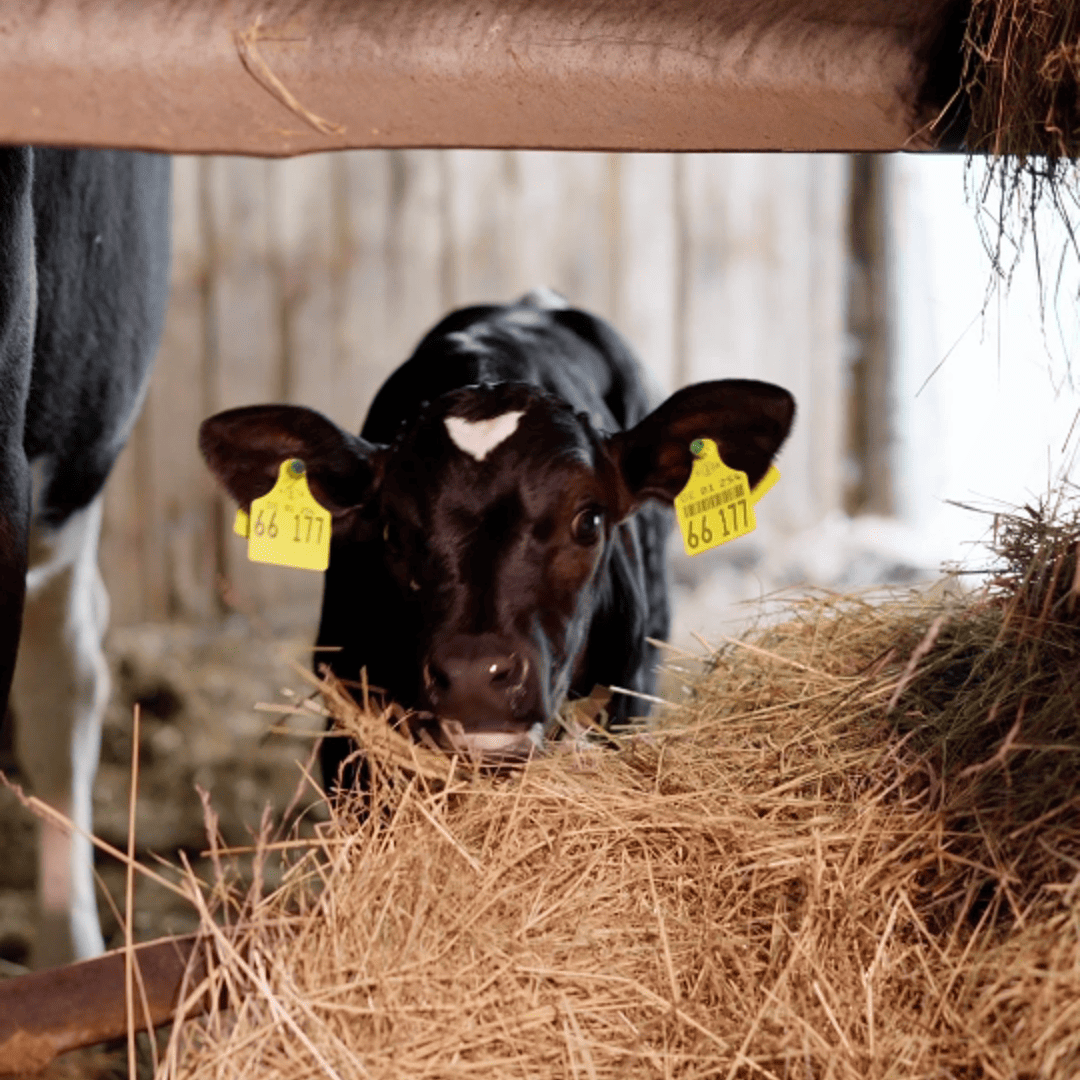 Das Bild zeigt ein junges Kalb mit gelben Ohrmarken, auf denen die Nummer **66 177** steht. Das Kalb frisst Heu aus einem Trog in einem Stall. Die Szene wirkt ruhig und natürlich, und das Kalb scheint sich wohlzufühlen. Der Stall bietet eine geschützte Umgebung, in der das Kalb Zugang zu frischem Futter hat.