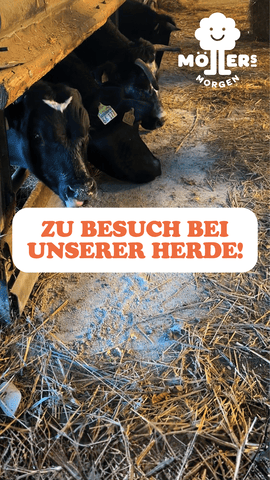 Drei Kühe im strohbedeckten Stall von Möllers Morgen, Textüberlagerung Zu Besuch bei unserer Herde!