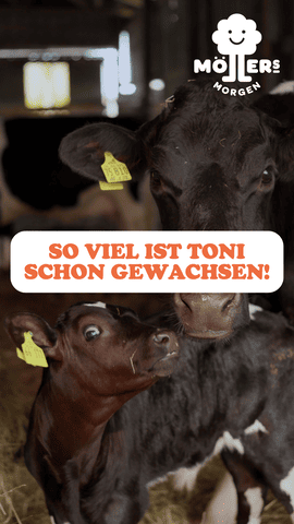 Zwei Kühe, eine erwachsene und ein Kalb namens Toni, im Stall von Möllers Morgen, Textüberlagerung So viel ist Toni schon gewachsen!