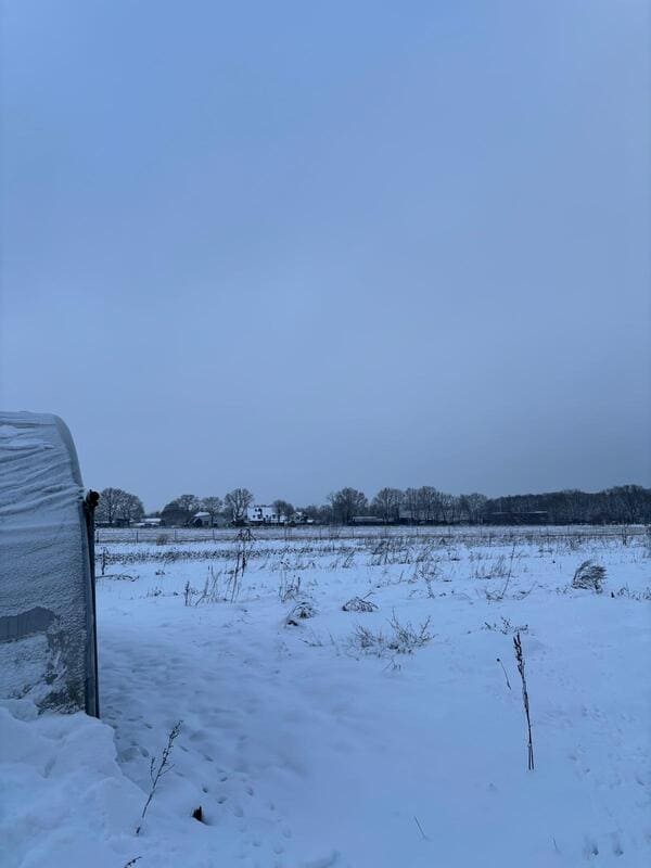 Schneebedeckte Landschaft mit einem Folientunnel im Vordergrund, im Hintergrund sind verschneite Felder, Bäume und Gebäude zu sehen.