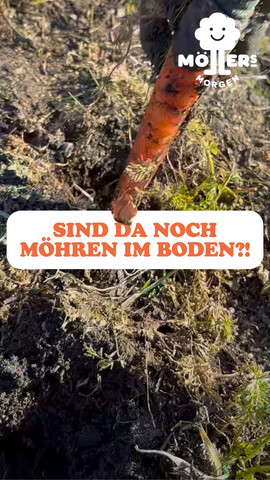 Nahaufnahme einer Karotte, die aus dem Boden ragt, mit dem Text: "Sind da noch Möhren im Boden?!!"