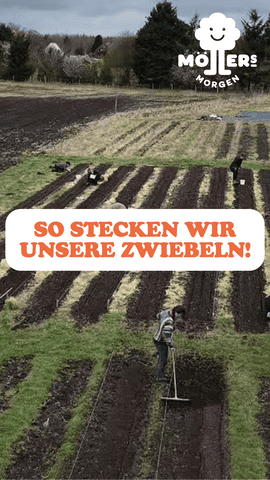 Luftaufnahme eines ökologischen Gemüsefeldes von 'Möllers Morgen'. Im Vordergrund steht in orangefarbener Schrift: 'SO STECKEN WIR UNSERE ZWIEBELN!'. Das Bild zeigt eine Person, die auf einem Feld arbeitet und Zwiebeln in sauberen, geraden Reihen setzt. Die Beete sind frisch vorbereitet, und die Zwiebeln werden sorgfältig gepflanzt. Im Hintergrund sind weitere Beete und eine grüne Landschaft zu sehen. Das Logo 'Möllers Morgen' mit einer lächelnden Wolke und einem Baum ist oben links im Bild zu erkennen.