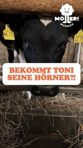 Ein vertikales Beitragsbild (Reel-Cover) zeigt die Nahaufnahme eines schwarz-weißen Kalbes, das neugierig zwischen Holzbalken hindurch in die Kamera blickt. Das Kalb steht auf Heu und trägt gelbe Ohrmarken. Mittig im Bild befindet sich ein weißes Textfeld mit der orangefarbenen Aufschrift: „BEKOMMT TONI SEINE HÖRNER?!“. In der oberen rechten Ecke ist das Logo von „Möllers Morgen“ zu sehen – ein lächelndes Wolken-Symbol über dem Markennamen.