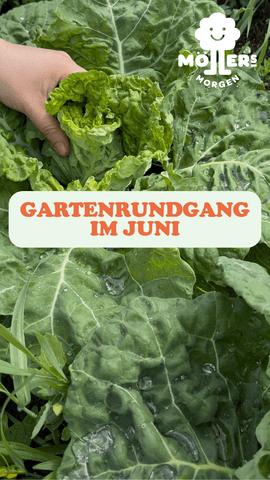 ☀️ SOLAWI-Gartenrundgang im Juni! 🌿